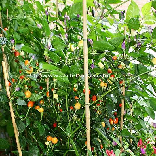 Главная / по виду перца / боливийская радуга / bolivian rainbow pepper. Bolivian Rainbow C Annuum
