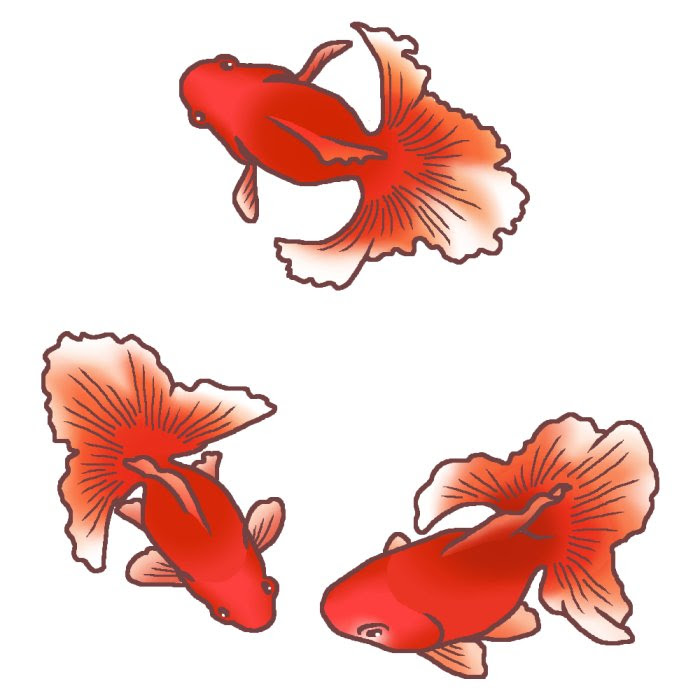 美しい花の画像 Hd限定金魚 イラスト 上から