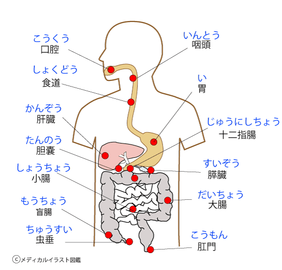 ベスト臓器 位置 イラスト ディズニー帝国