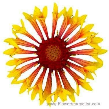 Maybe you would like to learn more about one of these? Flowers That Start With G Flowers Name List