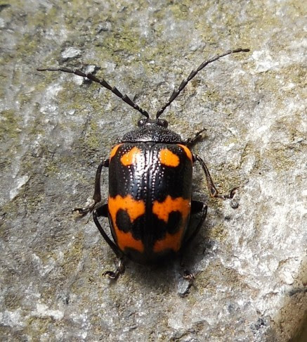 最高の春の 虫 名前 すべての美しい花の画像