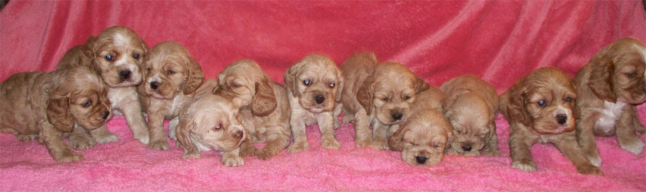 Find the perfect puppy for sale in north carolina at next day pets. Akc Cocker Spaniel Puppies