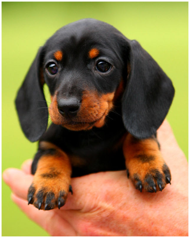 Color:if you are looking for miniature dachshund puppy for sale, it's smart to know about coats and coat care. Dachshund Puppies For Sale In Eastern Nc