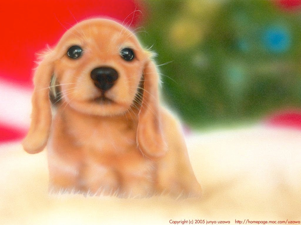 印刷可能無料 子犬 壁紙 無料 無料のhd壁紙 Joskabegami