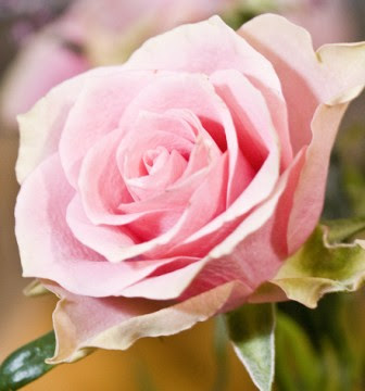 無料ダウンロードピンク 薔薇 画像 無料 すべての美しい花の画像