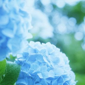 無料ダウンロード 壁紙紫陽花 Hdの壁紙 無料 Itukabegami