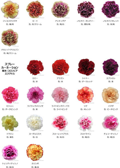 すべての美しい花の画像 50 素晴らしいカーネーション ピンク 品種