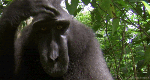 Head Like an Orange monkey animals primate crested black macaque