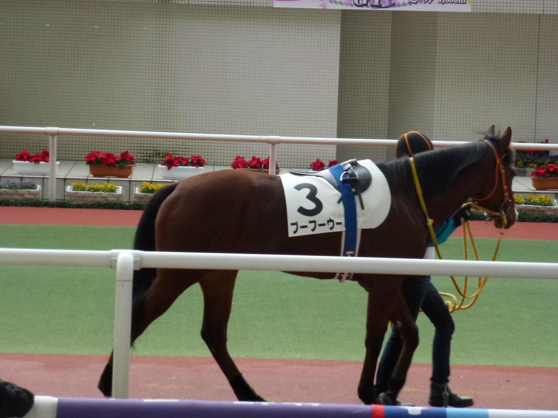 面白い 馬 の 名前 競馬 Kastaro