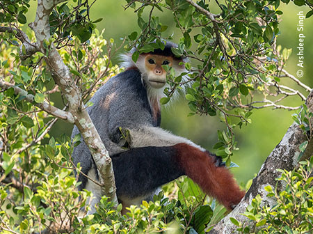 Treetop Douc © Arshdeep Singh