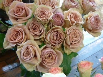 上 アムネシア 花言葉 230265-アムネシア 花言葉