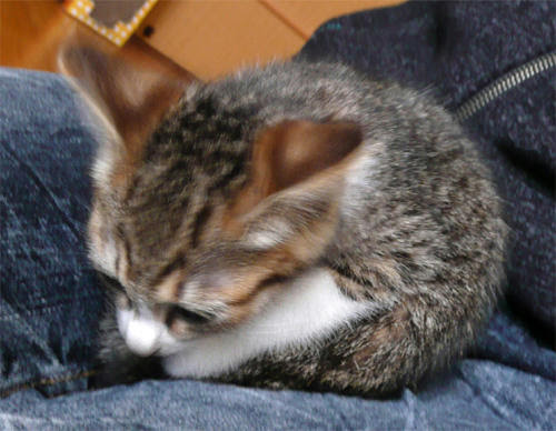 元の土下座 猫 美しい花の画像