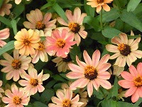 ダウンロード ジニア 花言葉 怖い ジニア 花言葉 怖い