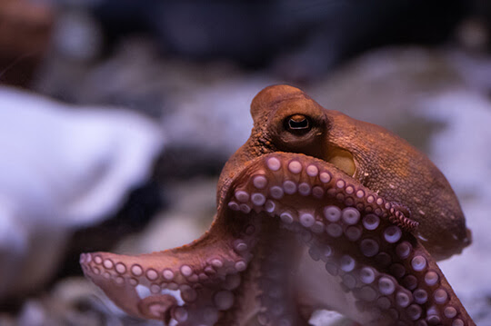 Close-up van een octopus