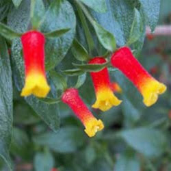Every year, manufacturers produce almost 9 billion kernels of candy corn. Candy Corn Vine Vinland Valley Nursery