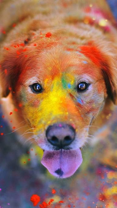 Pictjpsipk70qx ベスト 待ち受け 可愛い犬 可愛い犬 待ち受け