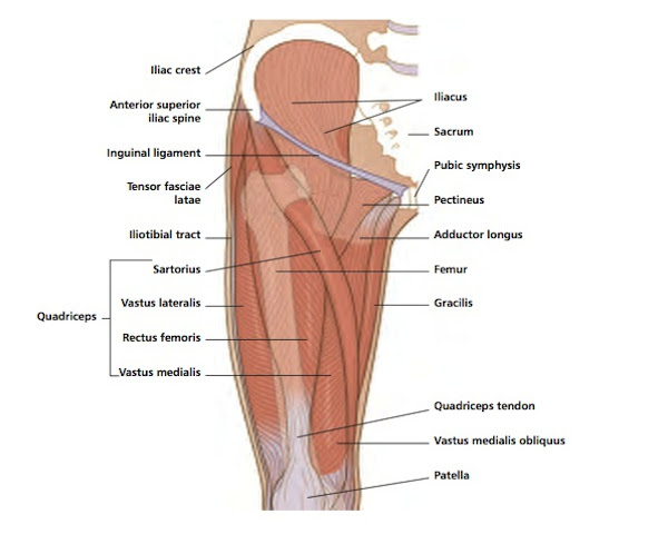 The femur is known as a long bone. Vivian Grisogono About The Front Thigh Muscles