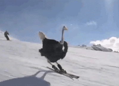 Image result for make gifs motion images of funny ostriches