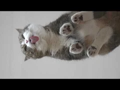 下からねこ４。-View from the bottom of Maru&Hana 4.-