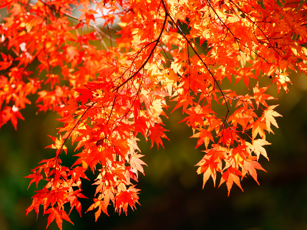 驚くばかり紅葉 フリー素材 写真 全イラスト集