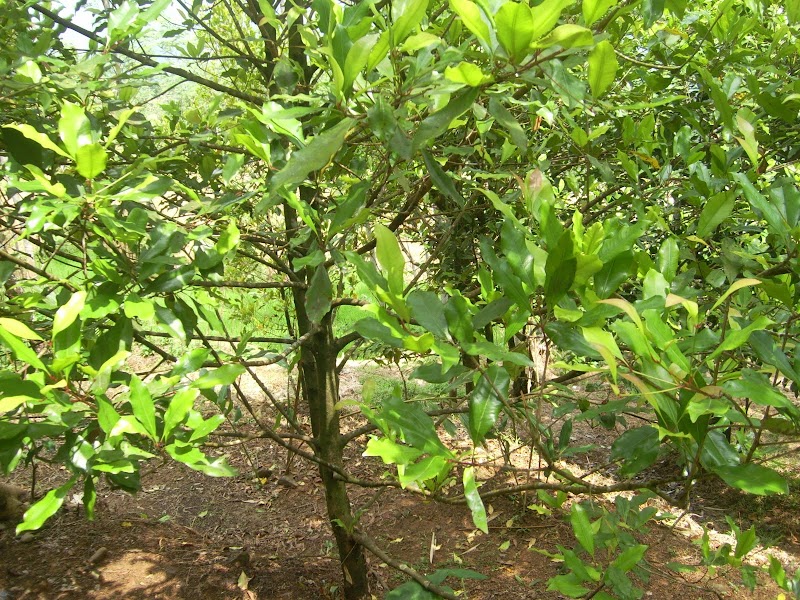 Konsep Manfaat Pohon Cendana