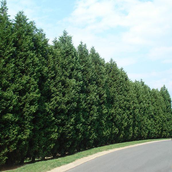 Our leyland cypress for sale is known for growing 2 to 3 feet annually and creating a privacy tree look. Leyland Cypress Trees For Sale Fastgrowingtrees Com