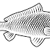 Terbaru Gambar Ilustrasi Ikan Mas, Gambar Ilustrasi