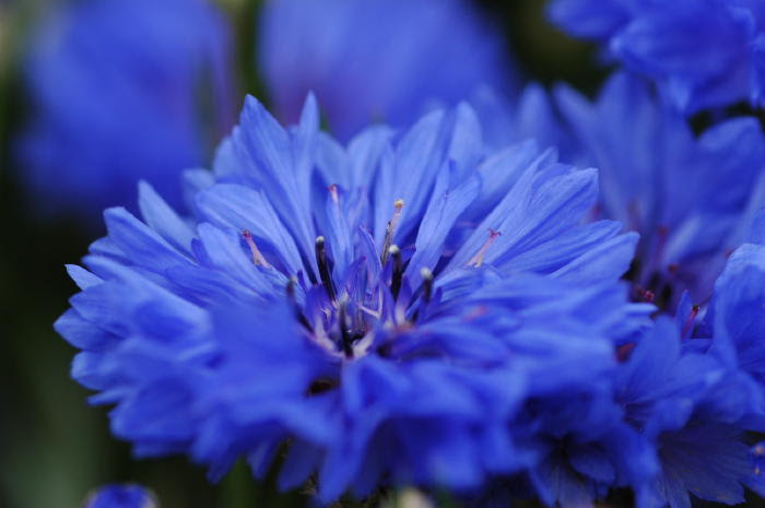 Jozpictsigjqs プロイセン 国花 1179 プロイセン 国花