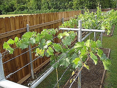 Although it is a beautiful addition to your edible landscape there backyard building by countryman press. Growing Grapes Jacques S Vineyard