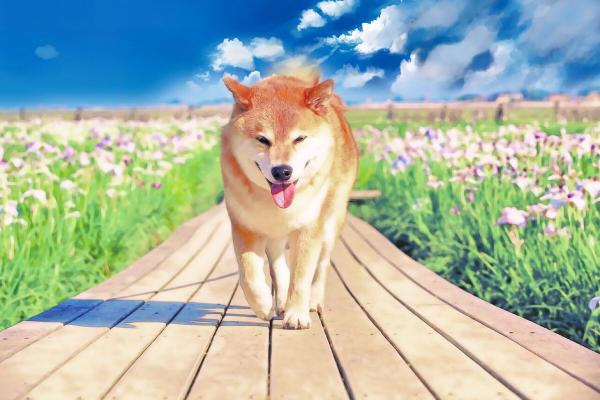 心に強く訴える柴犬 まる 壁紙 最高の花の画像