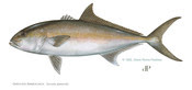 greater amberjack by diane rome peebles