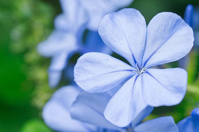 Blue Flowers