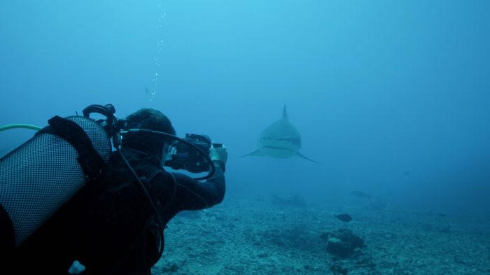 Requin-tigre