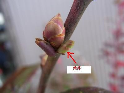 すべての美しい花の画像 新着ブルーベリー 花芽 葉芽