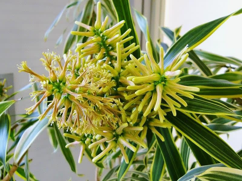 最新のhdドラセナ 花 珍しい 最高の花の画像