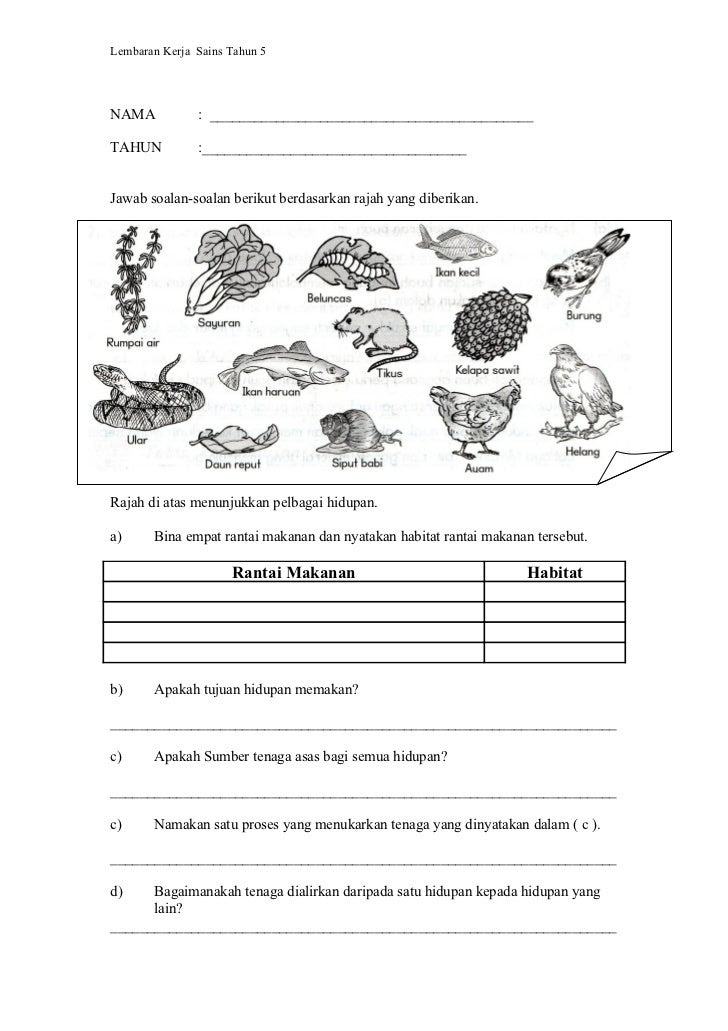 Soalan Sains Tahun 5 Rantai Makanan - Contoh Su