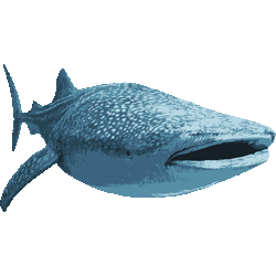 かわいい動物画像 トップ100 ジンベイザメ イラスト リアル