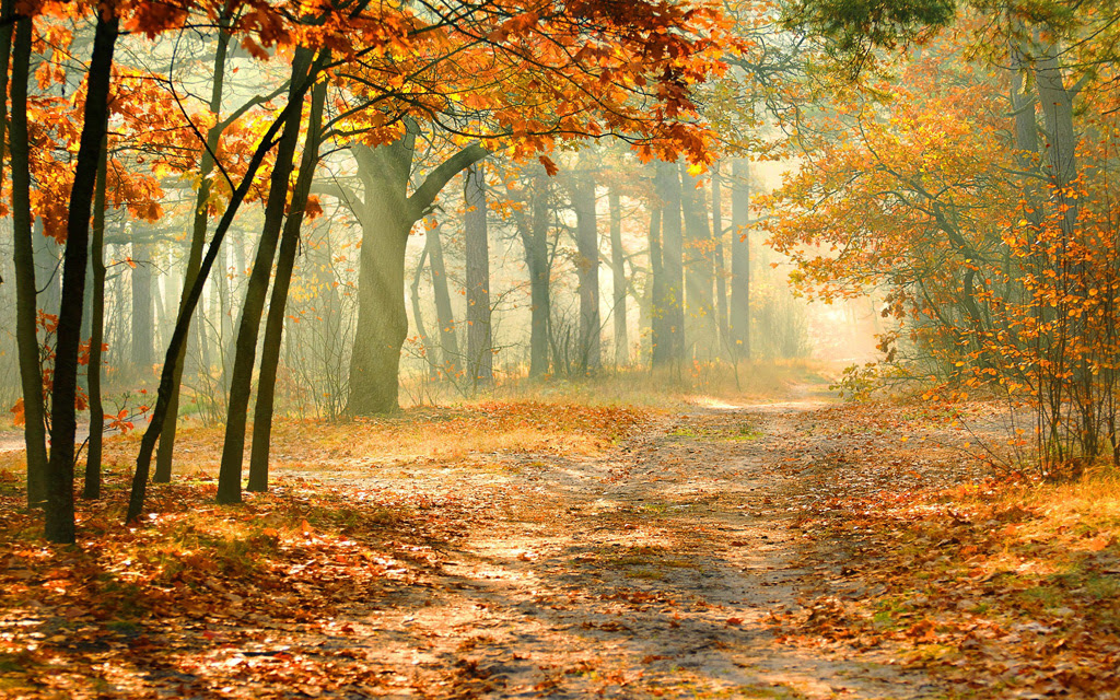 50 素晴らしい秋景色 壁紙 最高の壁紙hd