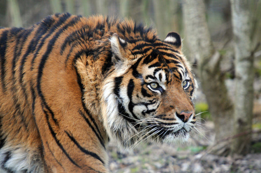 50 素晴らしい虎 画像 フリー イラスト画像