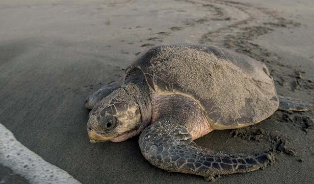 As turtles arrive on Chiapas beaches, their eggs appear in the marketplace