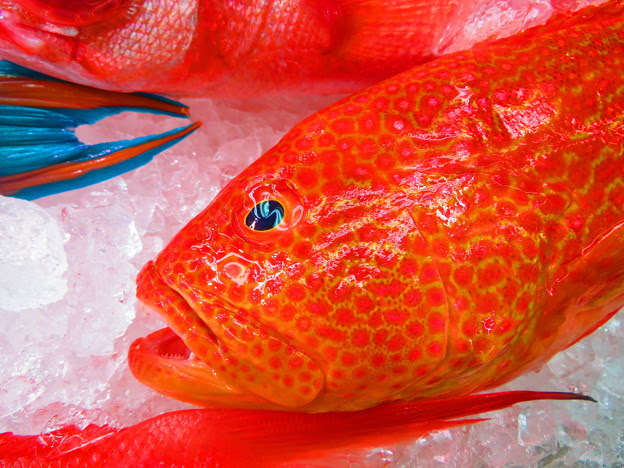50 素晴らしい沖縄 赤い魚 最高の花の画像