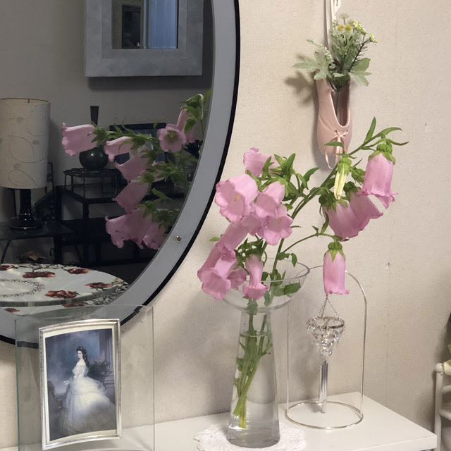 画像 カンパニュラ 花言葉 うるさい カンパニュラ 花言葉 うるさい