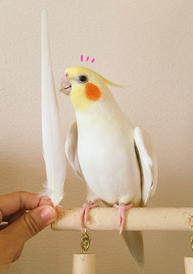 ユニーク可愛い オカメインコ 画像 最高の動物画像