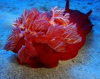 Very few nudibranchs have a universally recognised english common name, apart from the very largest ones, the spanish dancer and the blue dragon. The Sea Slug Forum Hexabranchus Sanguineus