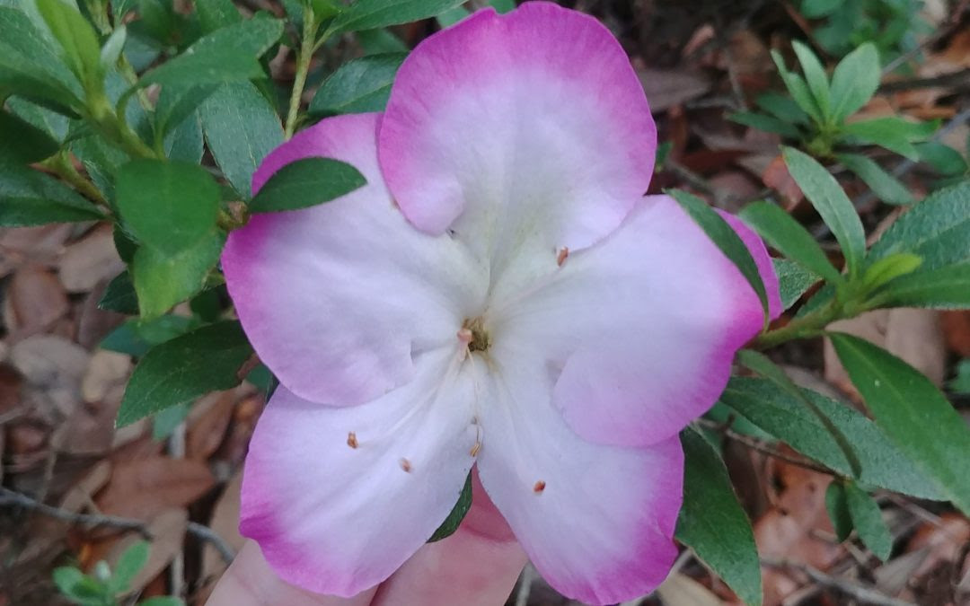 * images shown are of mature plants. Azalea Gardening In The Panhandle
