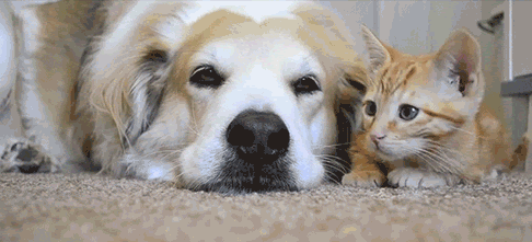 いろいろ 犬ケーキ Gif 16 犬ケーキ Gif Blogsongoimgjp