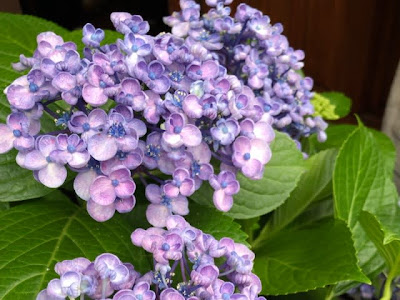 珍しい品種 珍しい 紫陽花 種類 画像 265947