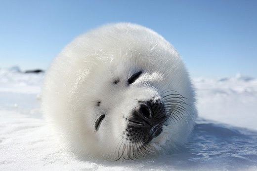 元のアザラシ 可愛い 画像 すべての動物画像