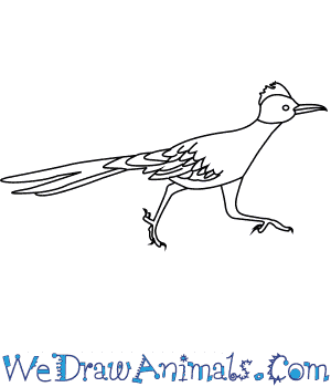 20+ Inspiration Roadrunner Drawing Step By Step | Simple Day Book
