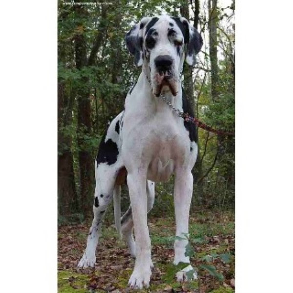 Great Dane Puppies For Adoption The Y Guide